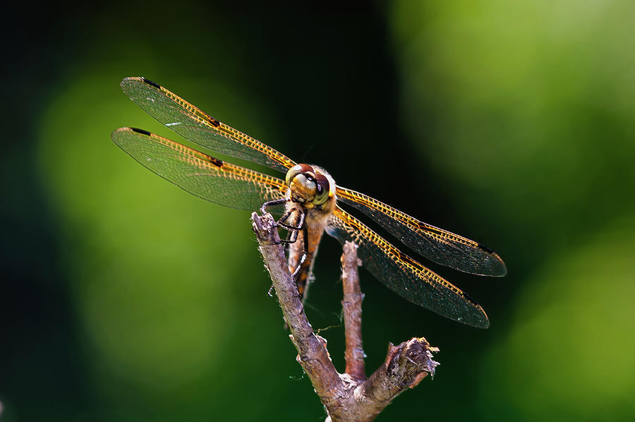 Dragonfly Photograph - Hdr28 by Gordon Semmens