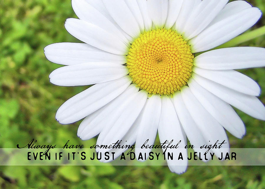 Daisy Photograph - HE LOVES ME quote by JAMART Photography