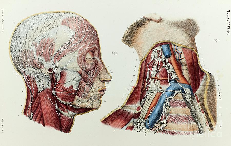 Head And Neck Lymphatic Vessels Photograph by Science Photo Library