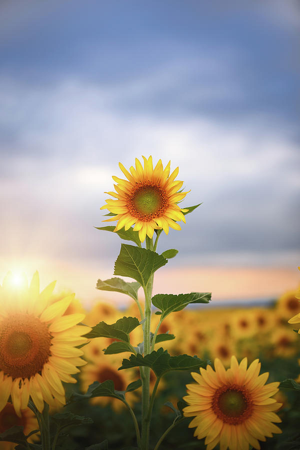 Head and Shoulders Above the Rest Photograph by Justin Herrold Pixels