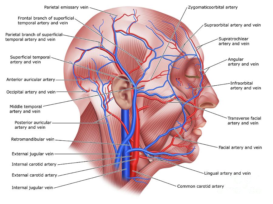 Head Blood Vessels Photograph by Maurizio De Angelis/science Photo Library