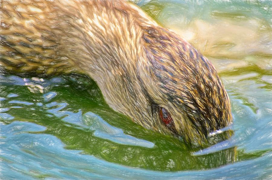 Head Dunking Duck Colored Pencil Photograph by Don Northup