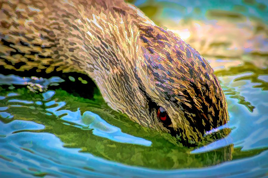 Head Dunking Duck Ink Photograph by Don Northup