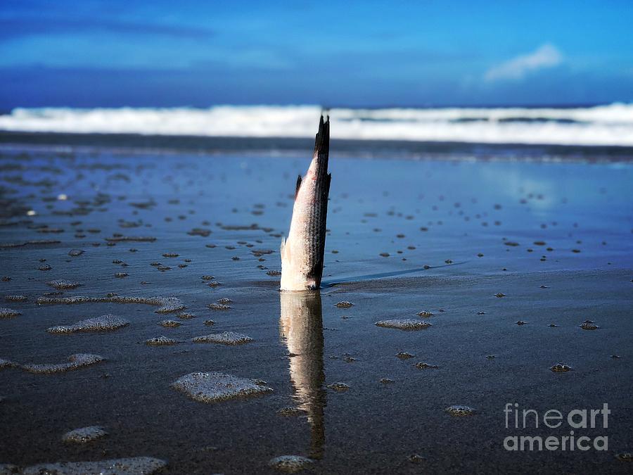 Head in the Sand Photograph by Eddy Mann