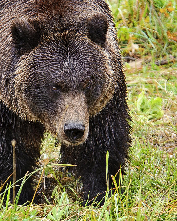 Head Lowered Grizzly Bear Photograph by Timothy Flanigan