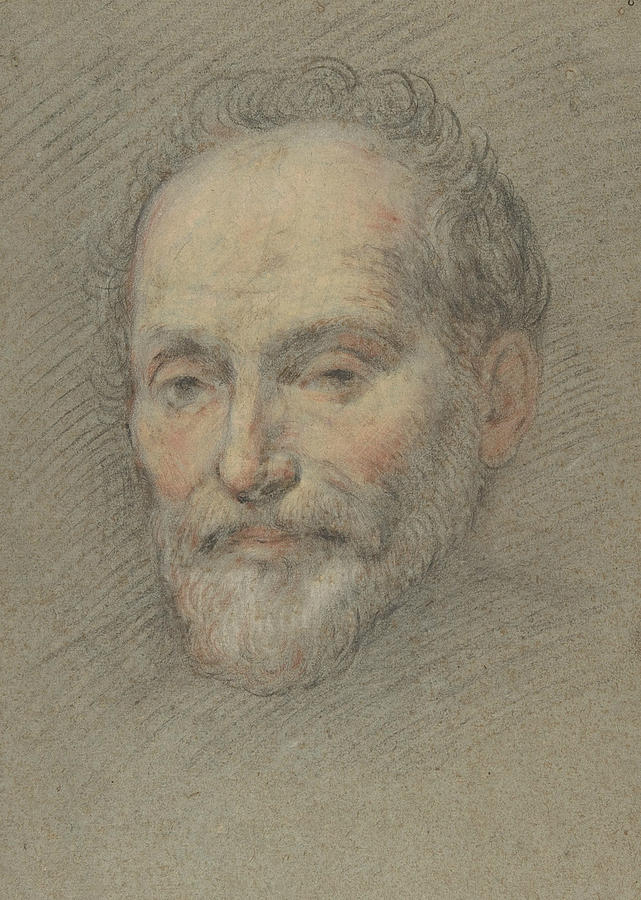 Head of a Bearded Man Drawing by Domenico Fetti