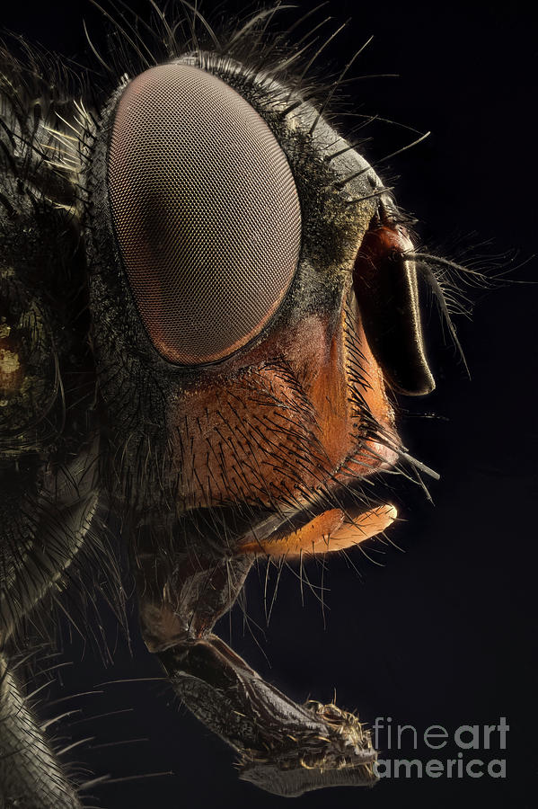 Head Of A Blow Fly Photograph by Laguna Design/science Photo Library