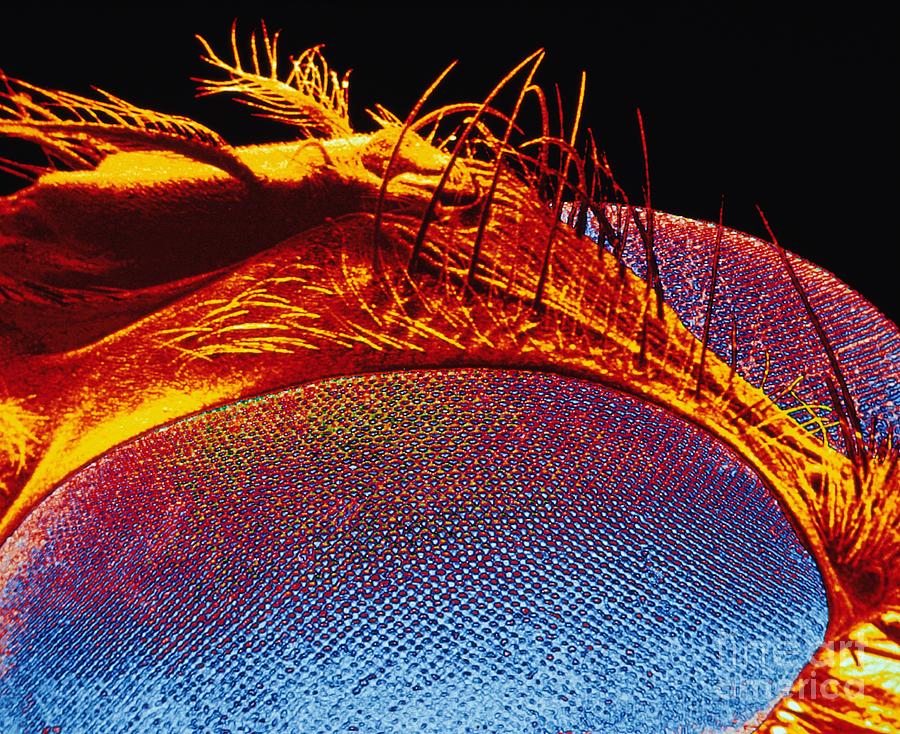 Head Of A Fly Photograph by Steve Lowry/science Photo Library