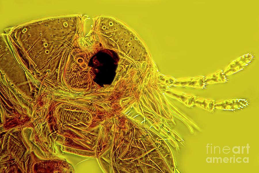 Head Of A Human Flea Photograph by Dr Keith Wheeler/science Photo Library