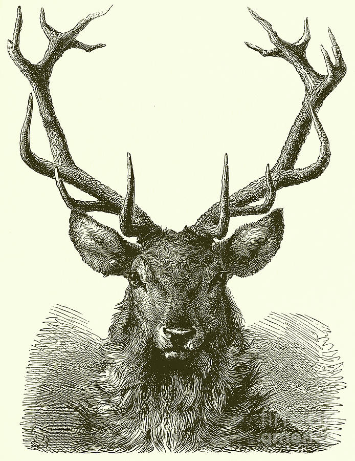 Head of a Male Red Deer Drawing by English School