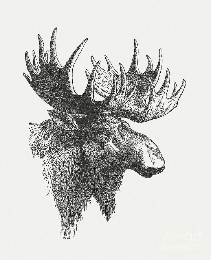 Head Of A Moose Alces Alces, Wood Digital Art by Zu 09