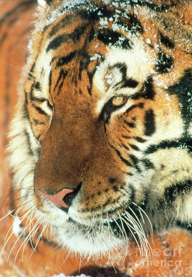 Head Of A Siberian Tiger Photograph by John Beatty/science Photo ...