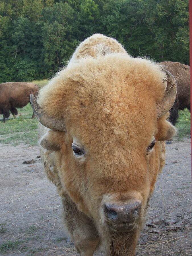 Head of Albino American Buffalo Photograph by Douglas Barnett - Fine ...