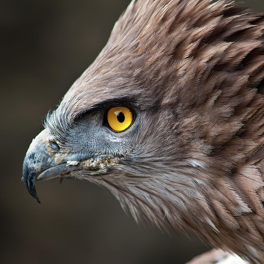 Head Of Eagle Photograph by Jonatan Hernandez Photography