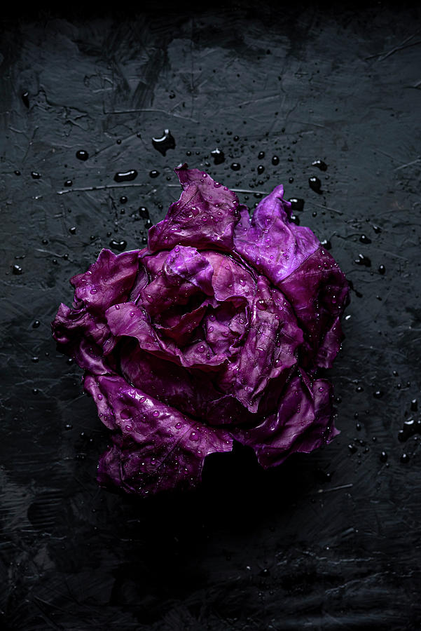 Head Of Purple Cabbage Over Black Background Photograph by Sonia Bozzo