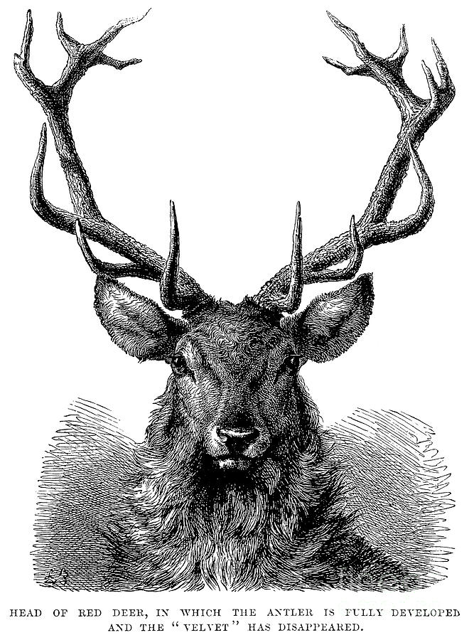 Head of Red Deer, in which the Antler is fully developed and the Velvet has disappeared  Drawing by English School