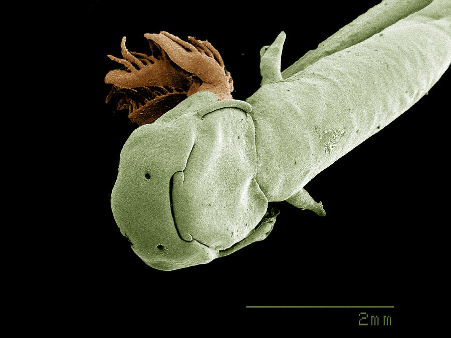Salamander Digital Art - Head Of Salamander Larva Sem by Gregory S. Paulson