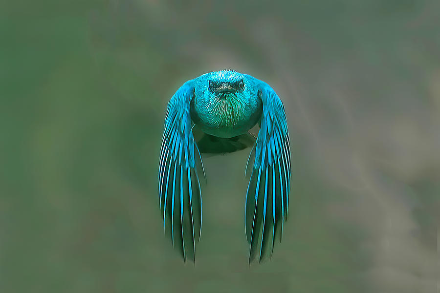 Flycatcher Photograph - Head On by Samir Sachdeva