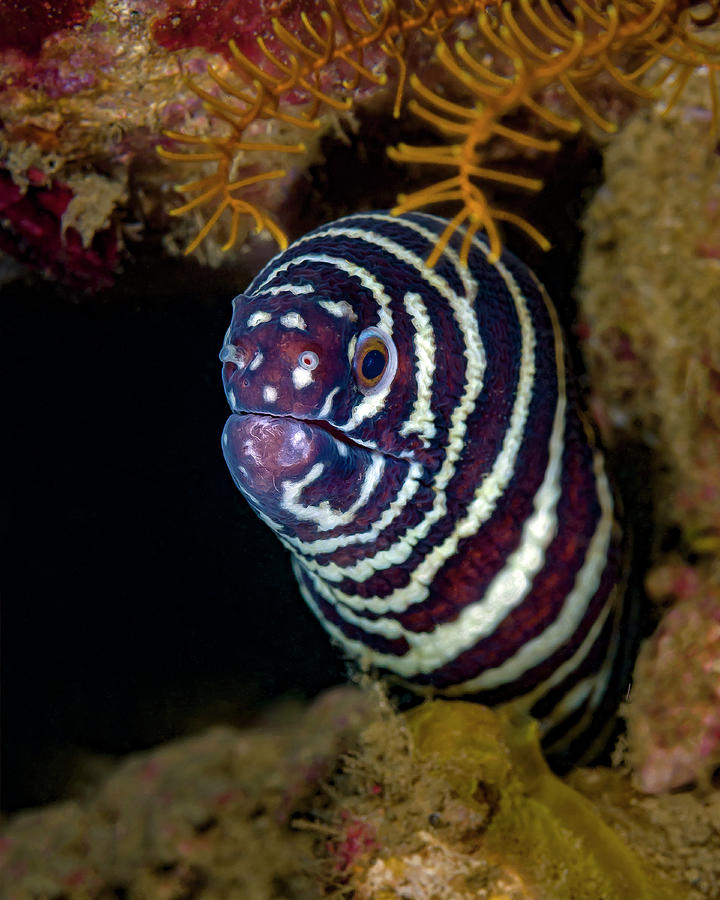 Head-on Shot Of A Zebra Moray Eel Photograph by Bruce Shafer