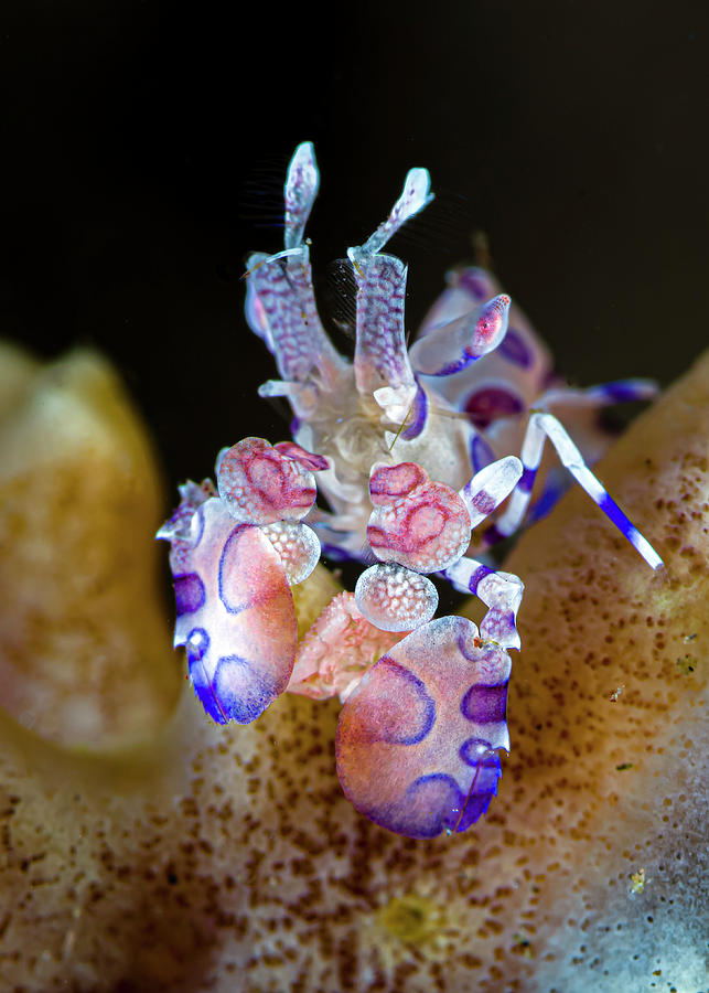 Head-on View Of A Harlequin Shrimp Photograph by Bruce Shafer