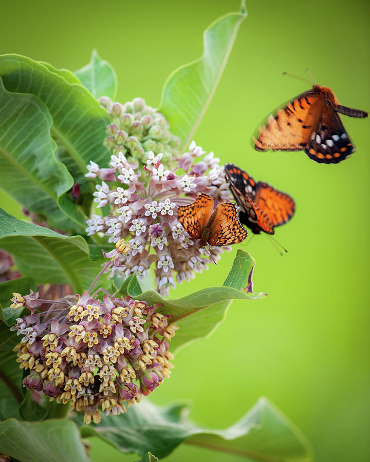 Head Over Heals for Milkweed Photograph by Jeff Phillippi