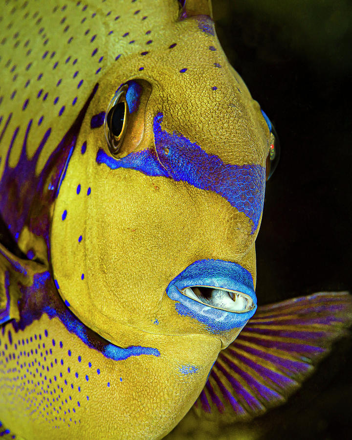 Head Shot Of A Surgeonfish, Kimbe Bay Photograph by Bruce Shafer