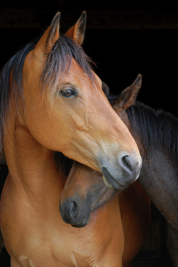 Horse Photograph - Head Shot Of Horse And Pony Hugging On by Anne Louise Macdonald Of Hug A Horse Farm
