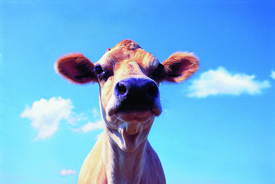 Head Shot Of Jersey Cow Photograph by Digital Vision.