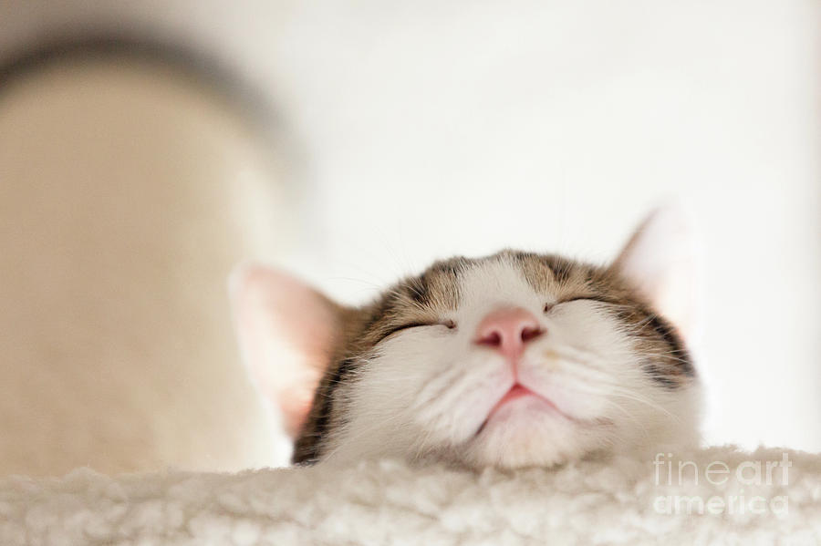 Head Shot Of Sleeping Cat, Japan Photograph by Seiji Mamiya