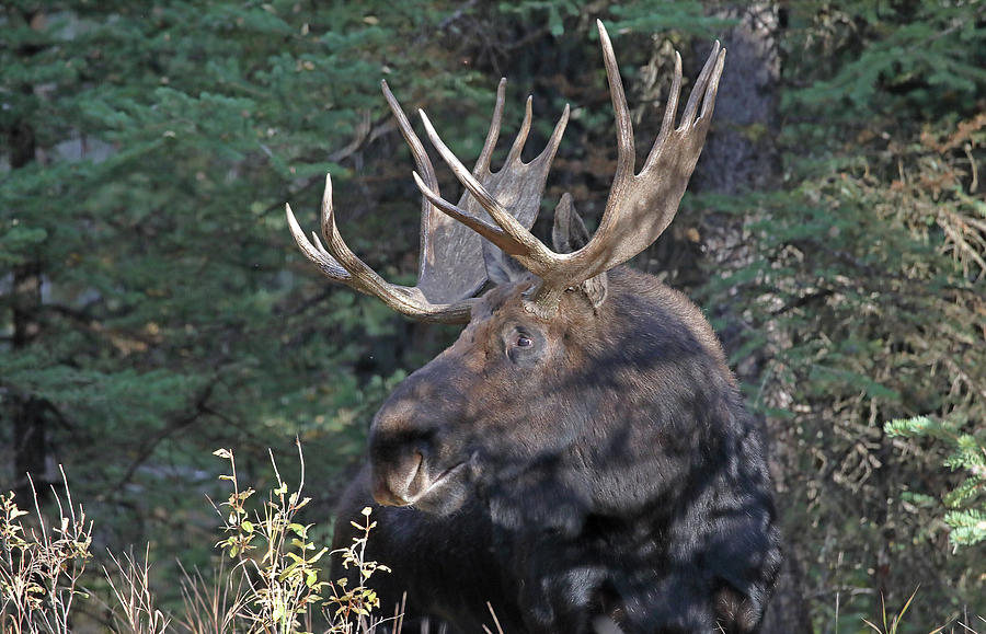 Head Study of Bull Moose by Jean Clark Head Study of Bull Moose by Jean Clark