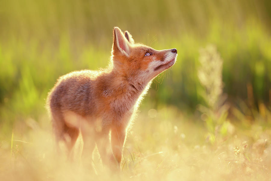 Sunset Photograph - Head Up High - Young and Eager Fox Kit by Roeselien Raimond