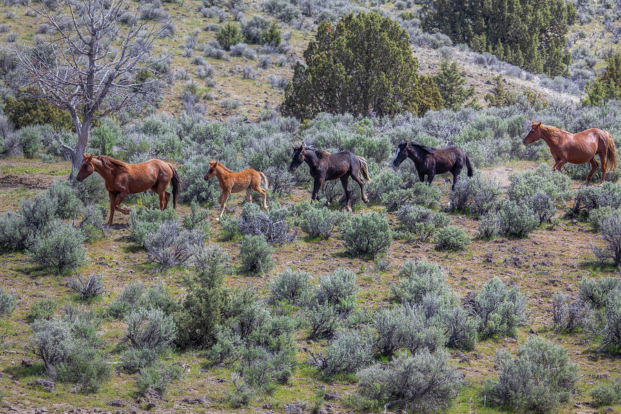 Heading for the Water Hole - South Steens Mustangs 01007 Photograph by Kristina Rinell