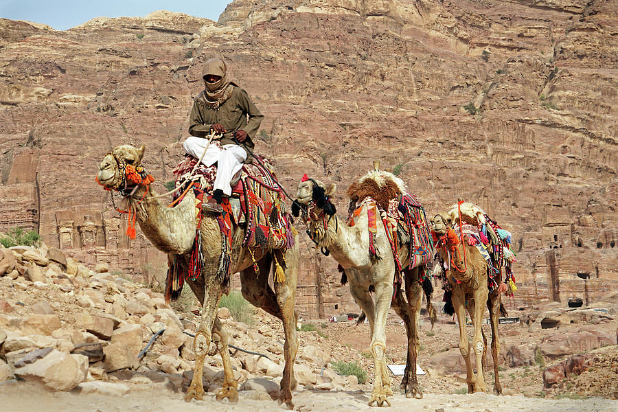 Heading Home, Camel Jockey at Petra Archeology Park, Wadi Musa, Jordan Photograph by JustJeffAz Photography