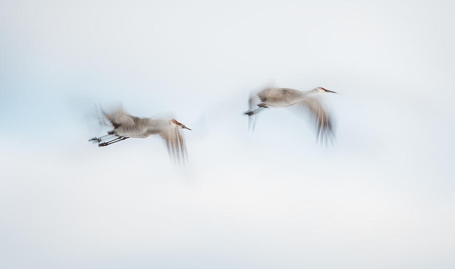 Bird Photograph - Heading North by Little7