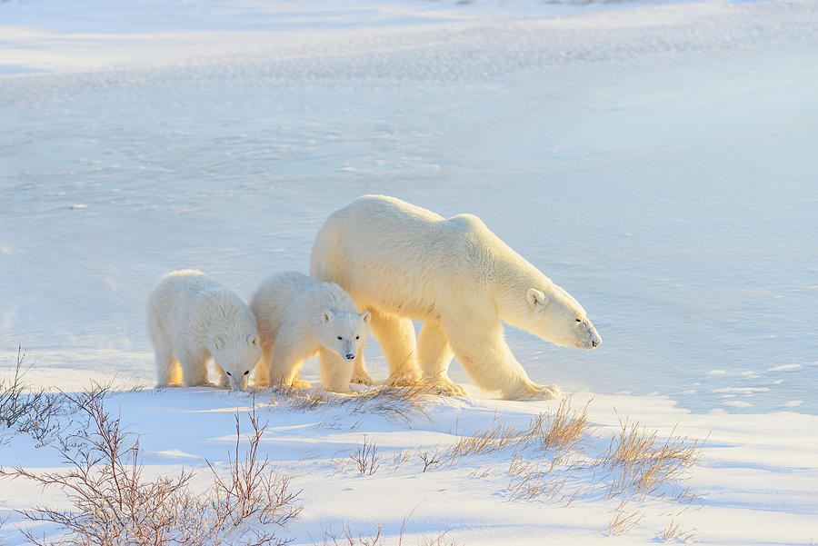 Polar Bear Photograph - Heading North by Yy Db