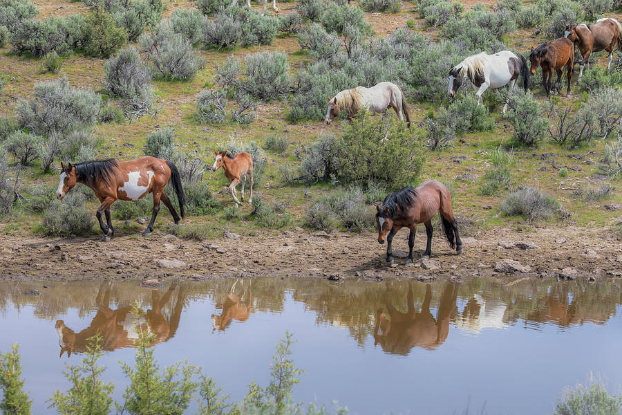 Heading To The Waterhole - South Steens Mustangs 0989 Photograph