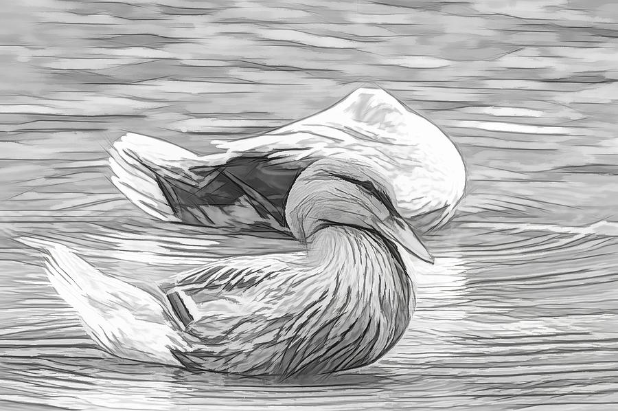 Headless Honey Duck Artsy Sketch Photograph by Don Northup
