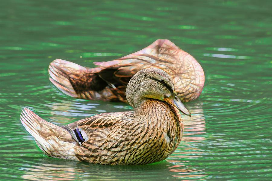 Headless Honey Duck Contrasty Photograph by Don Northup