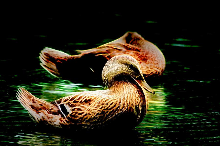 Headless Honey Duck Night Photograph by Don Northup