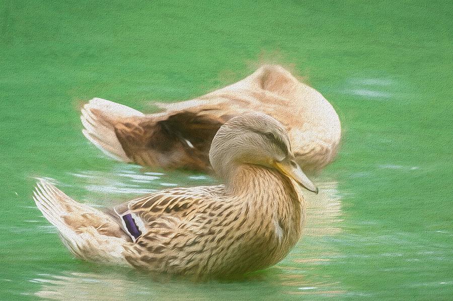 Headless Honey Duck Painterly Photograph by Don Northup
