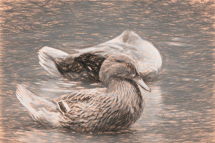 Headless Honey Duck Sketch Photograph by Don Northup