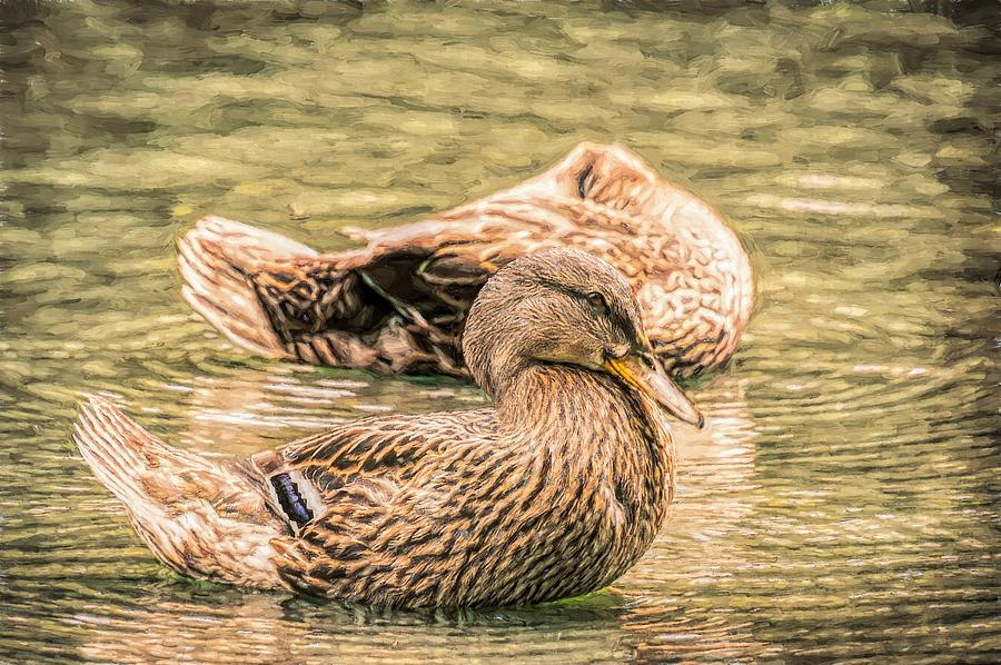 Headless Honey Duck Toned Photograph by Don Northup