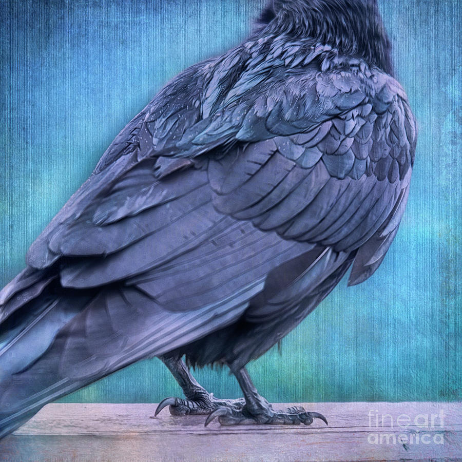 Raven Photograph - Headless Raven by Priska Wettstein