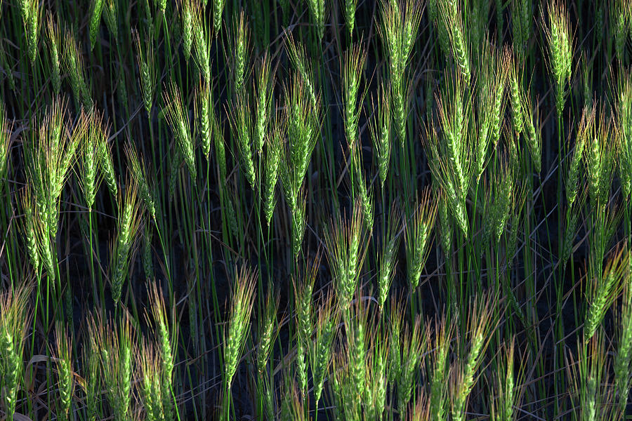 Heads of Green Wheat Photograph by Todd Klassy
