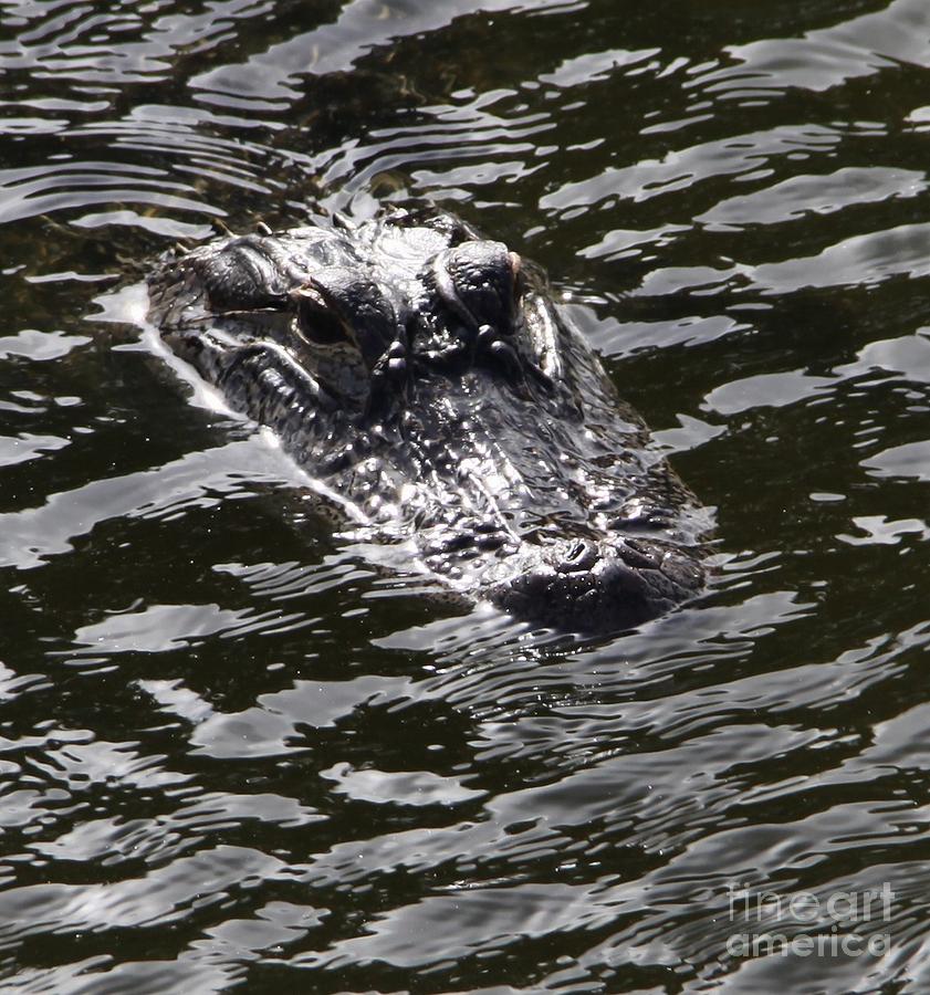 Heads Up Gator Before The Storm Photograph by Philip And Robbie Bracco