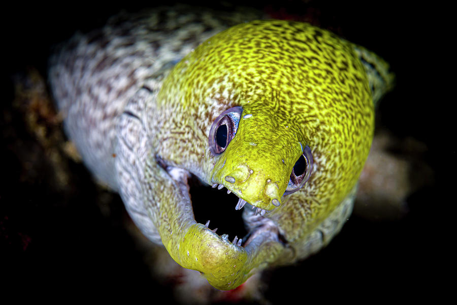 Headshot Of A Fimbriated Moray Eel Photograph by Bruce Shafer