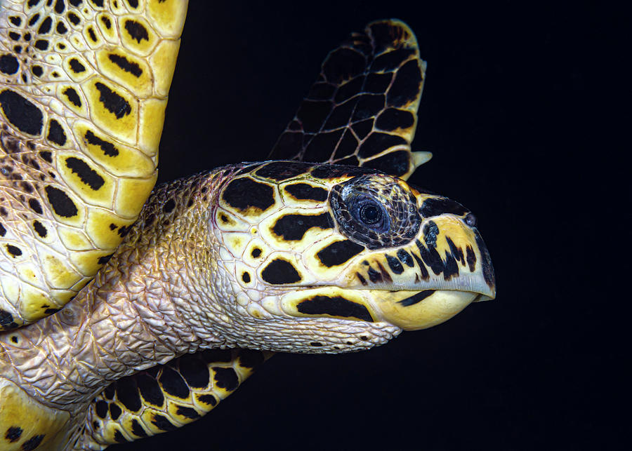 Headshot Of A Hawksbill Sea Turtle Photograph by Bruce Shafer