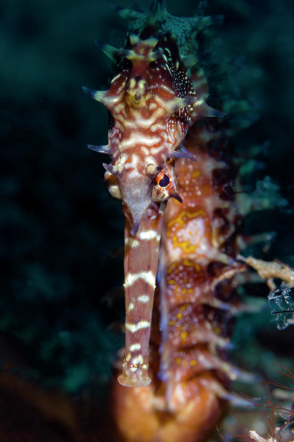 Headshot Of A Thorny Seahorse Photograph by Bruce Shafer