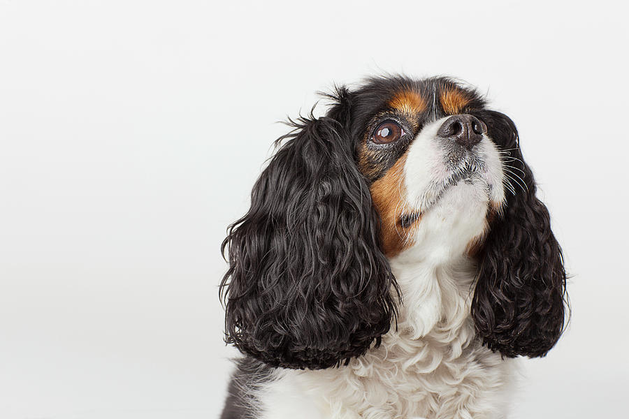 Headshot Of Cavalier King Charles Photograph by Compassionate Eye Foundation/david Leahy