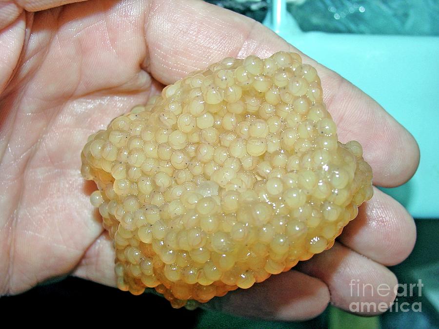 catfish eggs